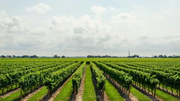 Rebenpflanzen wachsen in einem offenen, sonnigen Weinberg.