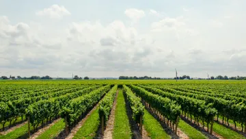 Weinberge wachsen, sind symmetrisch angeordnet, unter einem bewölkten Himmel.