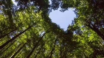 Green forest with a heart-shaped slit in the sky above.