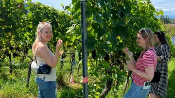 Women pick grapes in a vineyard on a sunny day.
