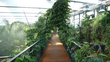 Wooden path between lush plants in a greenhouse.