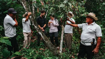 Six people examine a cocoa tree in the jungle.
