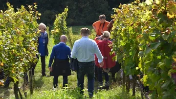 People harvest grapes in a vineyard on a sunny day.