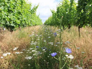 Weinreben stehen, Blumen wachsen im grasbewachsenen Mittelweg.