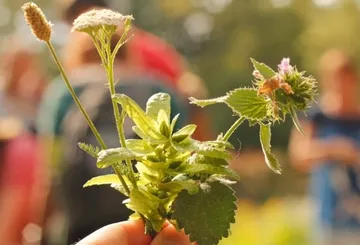 One hand holds various herbs and flowers outdoors.