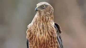 A falcon stands still, surrounded by natural surroundings.