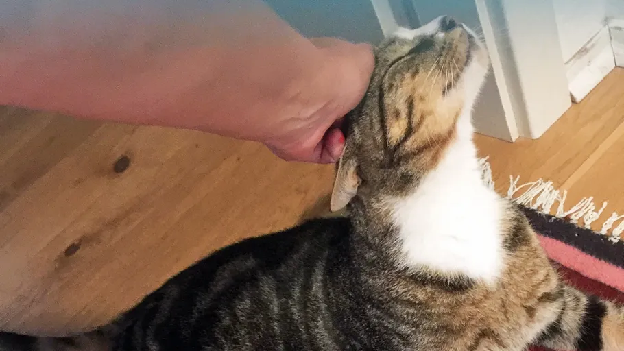 Eine Katze wird gestreichelt, sitzt auf dem Boden.