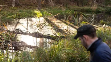 Mann geht an einem ruhigen Teich mit Vegetation vorbei.