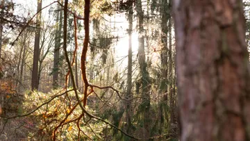 Sonne scheint durch Bäume in einem lichtdurchfluteten Wald.