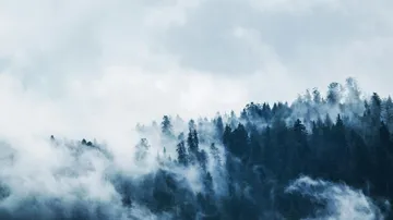 Wald in Nebel, ruhige Atmosphäre, graue, bewölkte Umgebung.