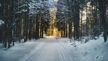 Schneebedeckter Weg zwischen Bäumen mit Sonnenlicht am Ende.