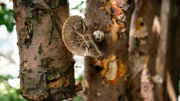Fungus grows on tree trunks in an overgrown, natural environment.