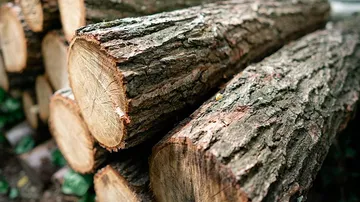 Stunky pieces of wood lie on top of each other in nature.