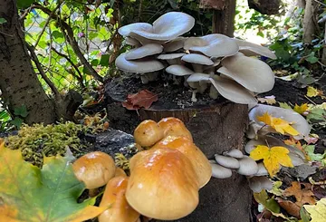 Lichens grow on tree stump surrounded by colorful leaves.