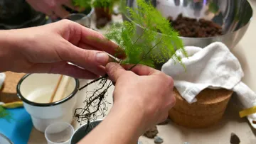 Eine Hand pflanzt eine grüne Pflanze in Erde.