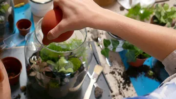 Eine Hand hält eine orangefarbene Kelle über ein Terrarium.