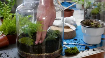 Hand pflanzt Moos in einem gläsernen Terrarium auf Tisch.