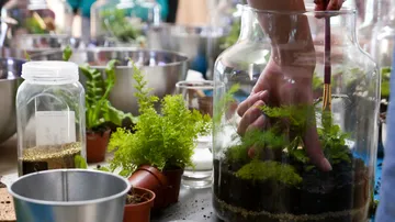 Hand pflanzt Pflanzen in ein großes Glasgefäß. Pflanzenarrangement am Tisch.