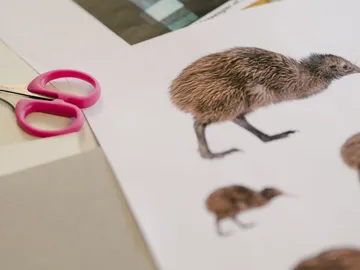 Eine Schere liegt neben Bildern von Kiwis auf einem Tisch.