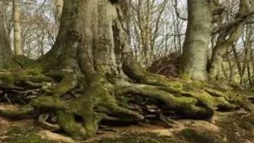 Large tree with moss-covered roots in the forest.