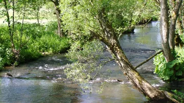 A river flows calmly between green trees and plants.