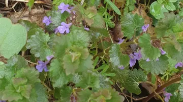 Purple flowers grow among green leaves in the ground.