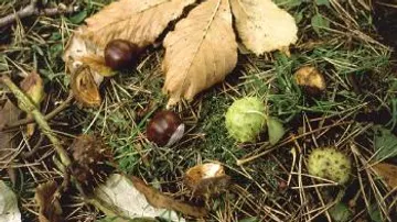 Kastanien und Blätter liegen auf grünem Gras.