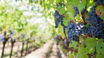 Dunkle Trauben hängen an Pflanzen in einem Weinberg.