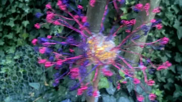 Bunte, leuchtende Struktur streckt sich in einem Garten.