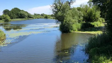 Ein ruhiger See spiegelt das Grün der Bäume wider.