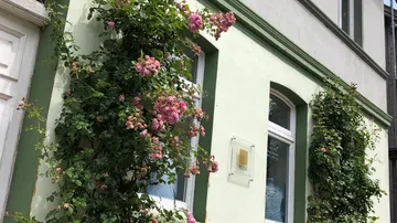Rosen ranken an einer Wand neben einem Fenster.