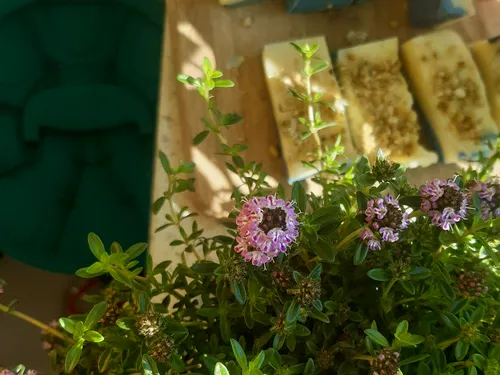 Blühende Pflanze steht neben geschnittenem Brot auf Tisch.