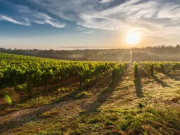 Weinreben wachsen, während die Sonne am Horizont aufgeht.