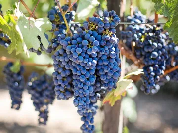Trauben wachsen dicht an einem Weinstock im Freien.