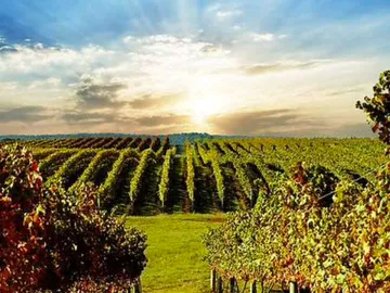 Grapevines grow, sunset behind rolling hills.