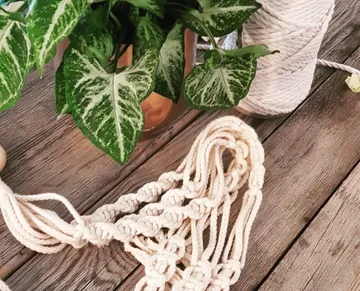 Plant stands on the table next to braided thread.