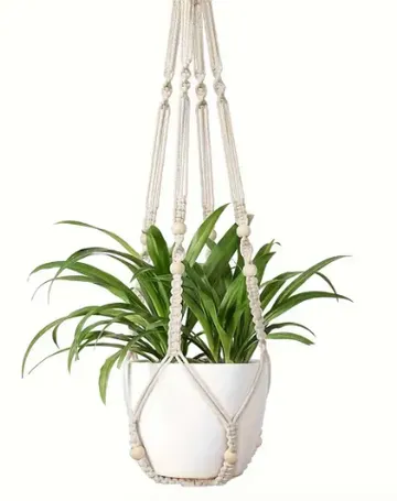 Hanging flower pot with green plants, white background
