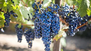 Dark grapes hang ripe on a vine in the garden.