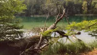 Waldbaden in Berlin