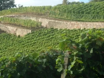 Grapevines grow on terraced slopes in a sunny landscape.