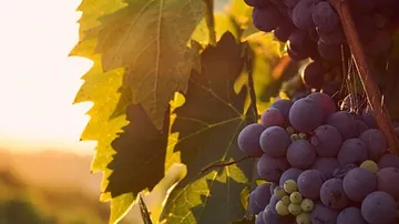 Violette Trauben, die bei Sonnenuntergang an Weinreben hängen.