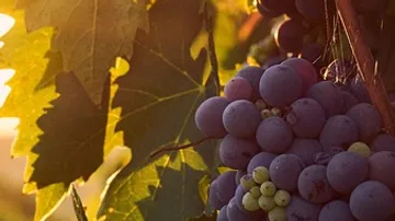 Violette Trauben, die bei Sonnenuntergang an Weinreben hängen.