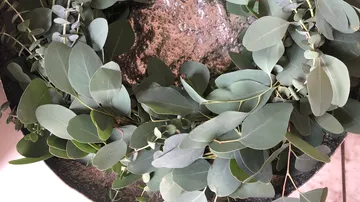 Eucalyptus leaves arranged in a circular wreath.