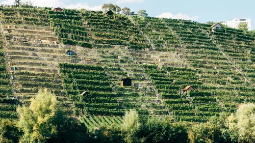 Terrassenförmig angelegter Weinberg an einem Hang.