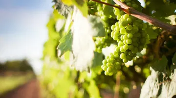 Green grapes hanging on vine in sunlight.