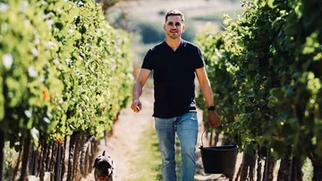 Mann, der Hund mit Eimer durch den Weinberg führt.