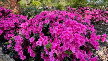 Vibrant pink azaleas in a lush garden.