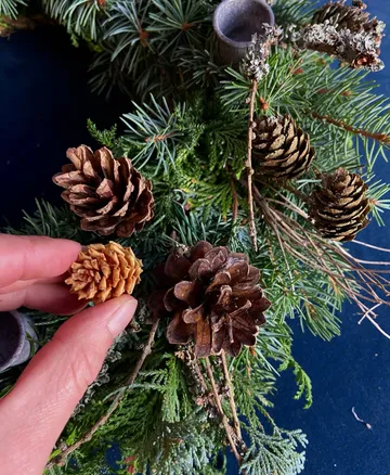 Hand placing pine cone among fir branches.