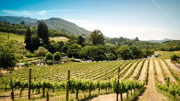 Üppiger Weinberg mit fernen Hügeln im Sonnenlicht.