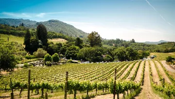 Lush vineyard with mountains in background.